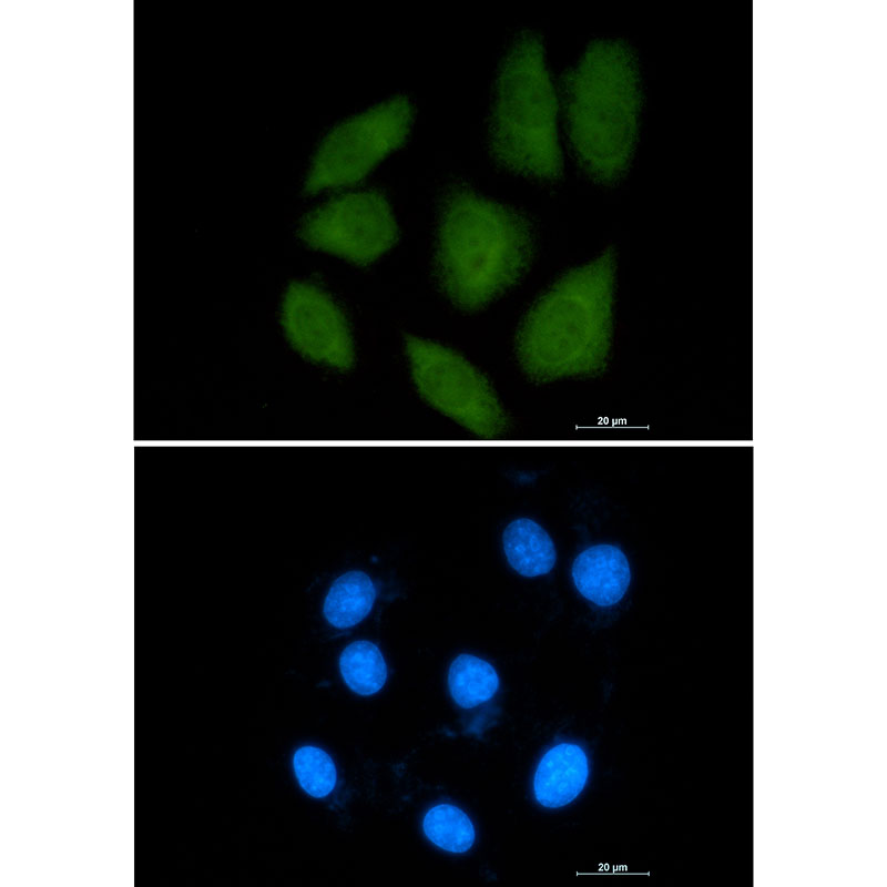 Importin 9 Rabbit mAb